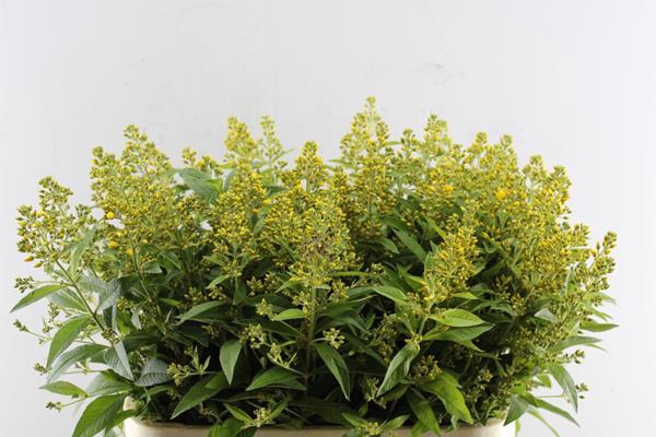 <h4>Lysimachia Vulgaris(gl)l 80</h4>