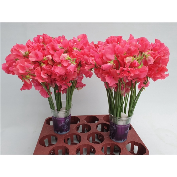 <h4>Lathyrus Coral</h4>