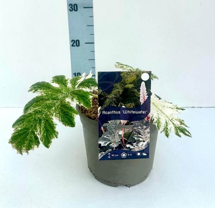 <h4>Acanthus 'Whitewater'® C2</h4>