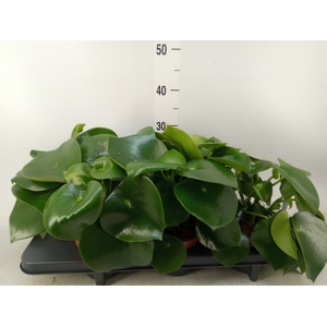Peperomia polybotrya 'Raindrop'