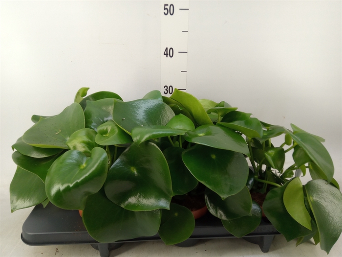 <h4>Peperomia polybotrya 'Raindrop'</h4>