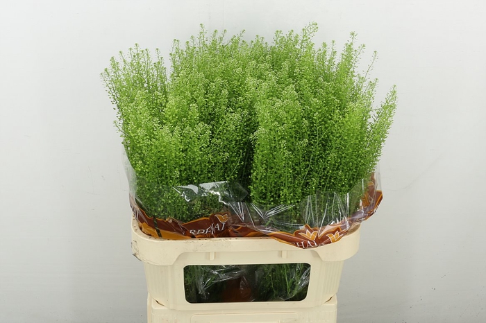 <h4>Lep Ru Green Bell</h4>