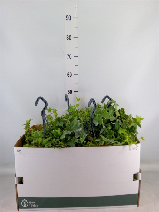 <h4>Hedera helix 'Mona Lisa'</h4>