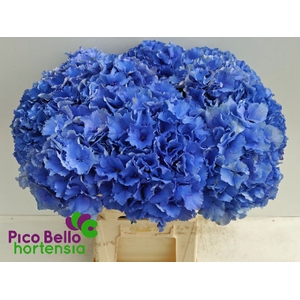 Hydrangea royal parade