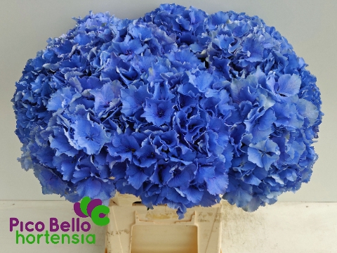 Hydrangea royal parade