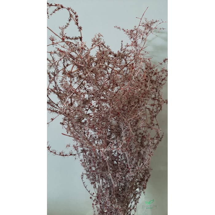 <h4>DRIED FLOWERS - ASPARAGUS 55CM ORCHID</h4>