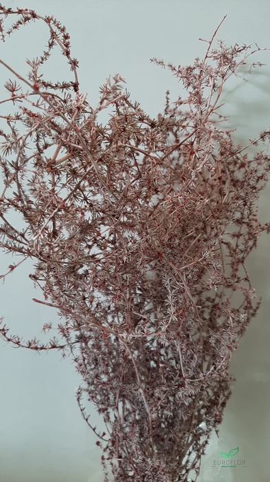 DRIED FLOWERS - ASPARAGUS 55CM ORCHID