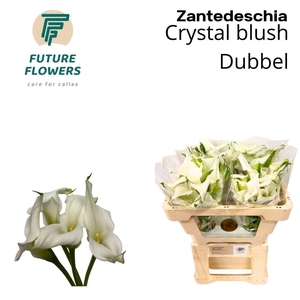 CALLA CRYSTAL BLUSH ZANT CRYSTAL BL
