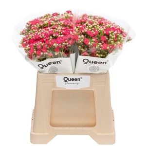 Kalanchoe sensual pink meadow