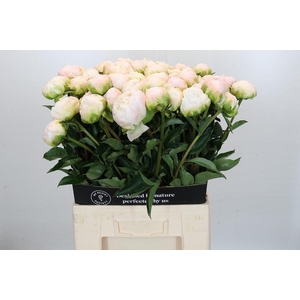 Paeonia Moon Over Barrington