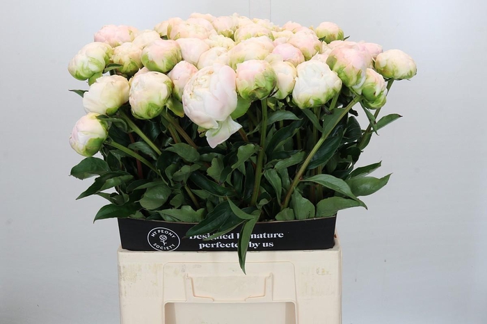 <h4>Paeonia Moon over Barrington</h4>