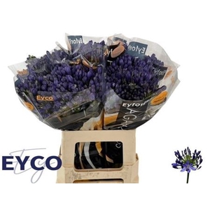 Agap Eyfori Blue 60cm