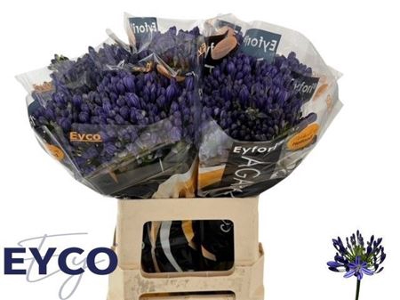 <h4>Agap Eyfori Blue 60cm</h4>