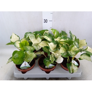 Epipremnum   ...
