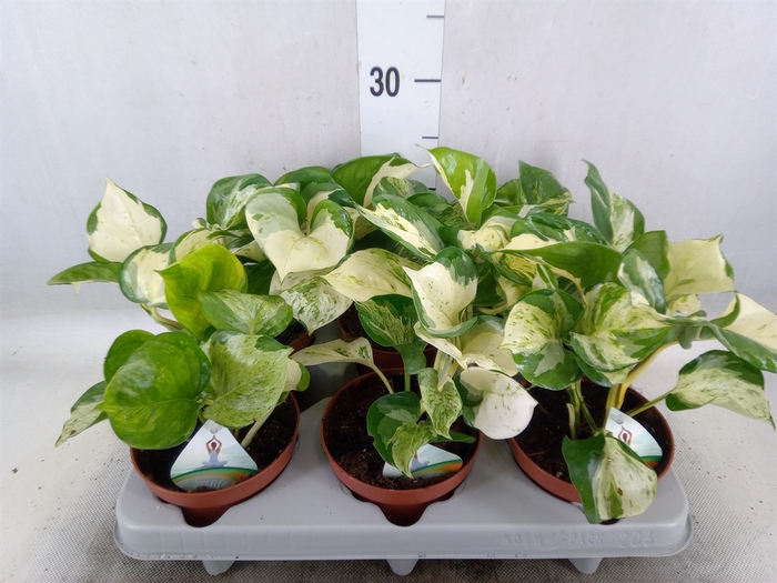 <h4>Epipremnum   ...</h4>