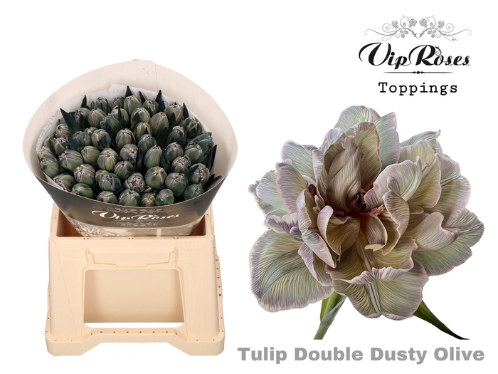 <h4>Tu Du Vip Double Dusty Olive</h4>