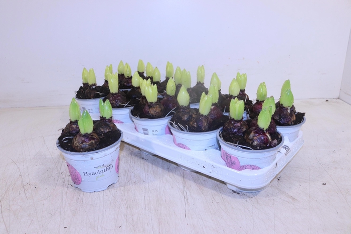 <h4>HYACIN FONDANT</h4>