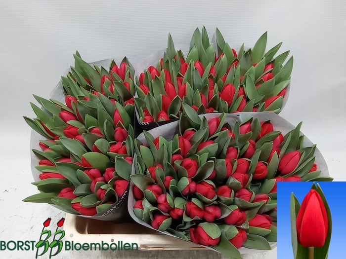 <h4>TU EN RED FIRE</h4>