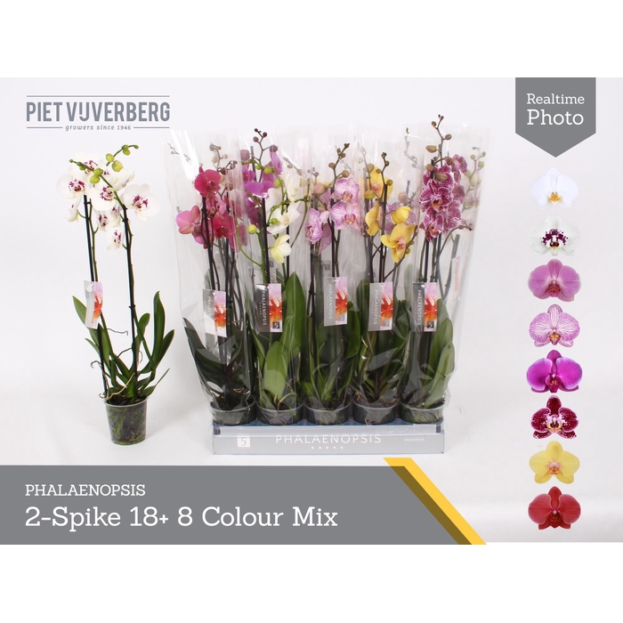 <h4>PHAL GEM 8 KL</h4>