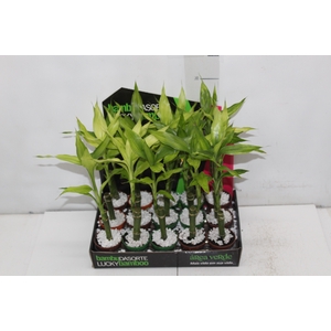 DRACENA LUCKY BAMBOO P06
