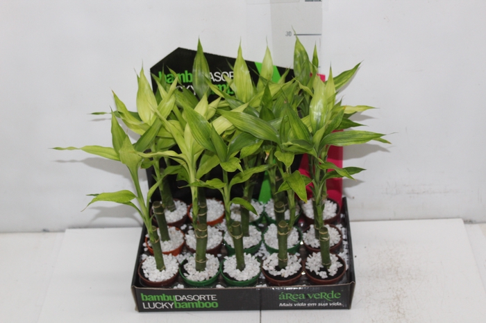 <h4>DRACENA LUCKY BAMBOO P06</h4>
