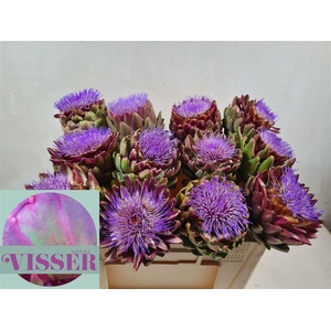 Cynara Sc Green Globe