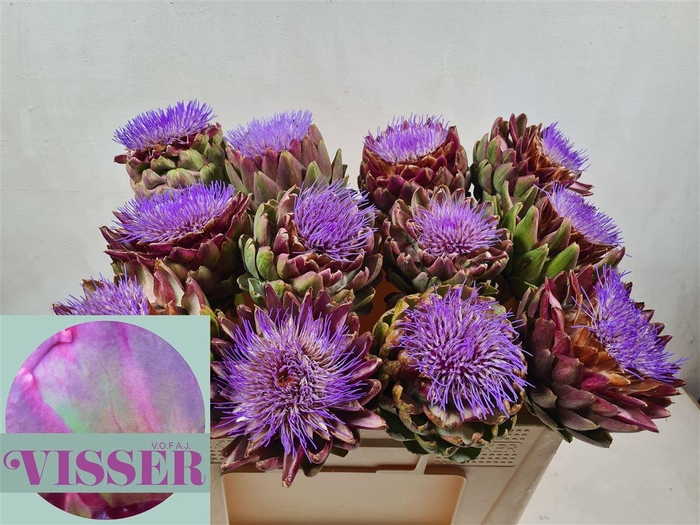 <h4>Cynara Sc Green Globe</h4>