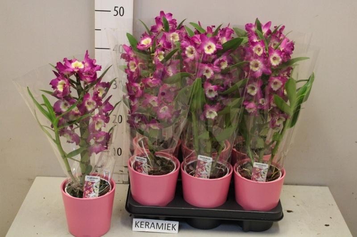 <h4>ARR KAMERPL BLOEI</h4>