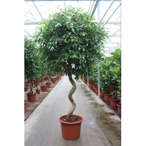 Ficus Exotica