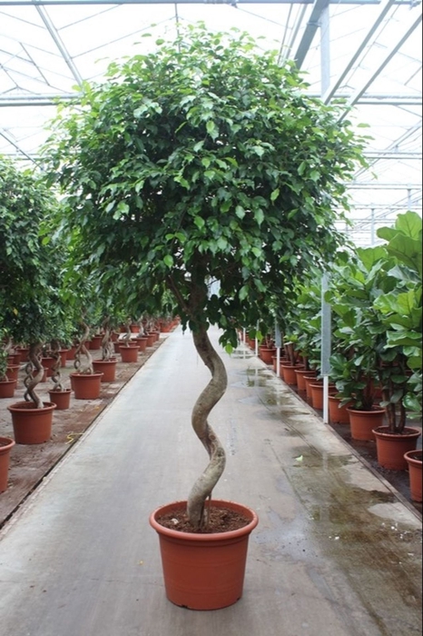 Ficus Exotica