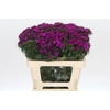 Dianthus Br Amazon Neon Purple