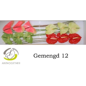 Anth A Mix 4 Colors 13 cm X12 Spek