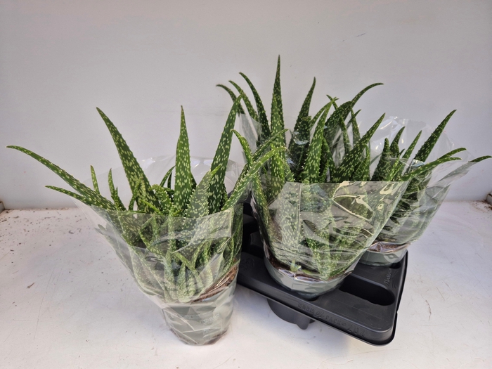 <h4>ALOE VERA</h4>