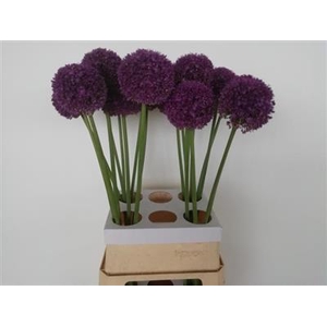 ALLIUM AMBASSADOR 95 P.BL x36