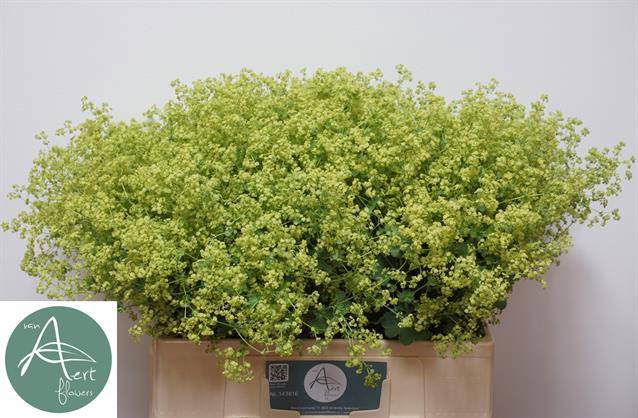 <h4>Alchemilla Robustica Aert Flowers</h4>