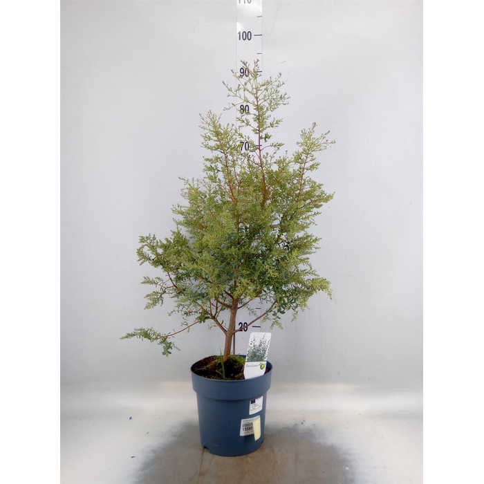 <h4>Eucalyptus gunnii</h4>