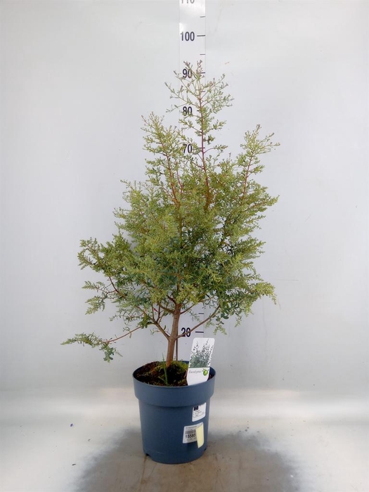 Eucalyptus gunnii
