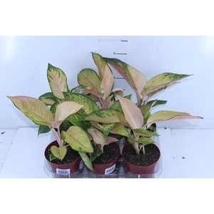 AGLAONEMA LAWAN P12