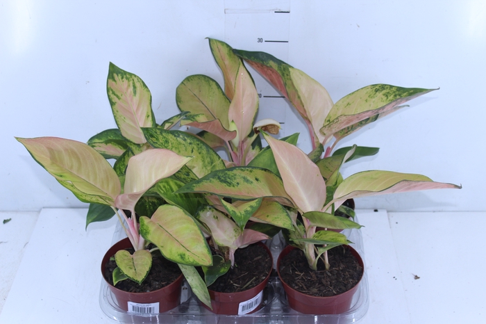 AGLAONEMA LAWAN P12