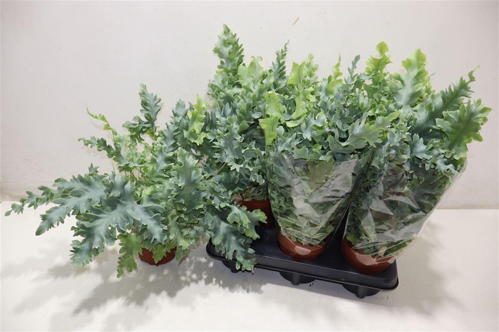 <h4>Phlebo A Davana</h4>