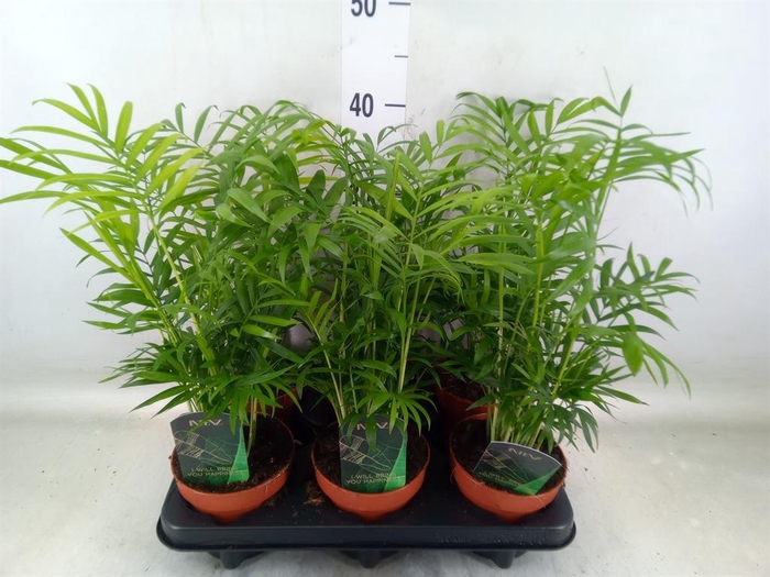 <h4>Chamaedorea elegans</h4>