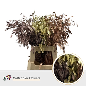 Chasmanthium Metallic Mix