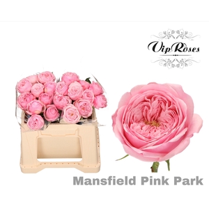 R KL PINK MANSFI PARK x20
