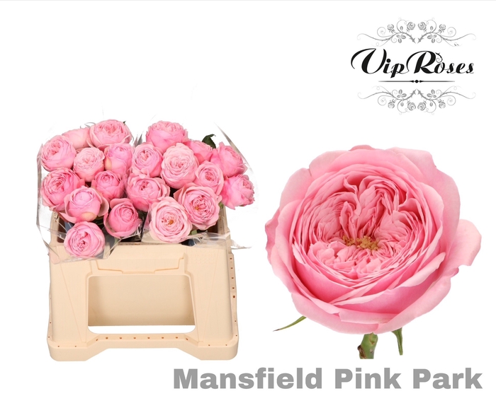 <h4>R KL PINK MANSFI PARK x20</h4>