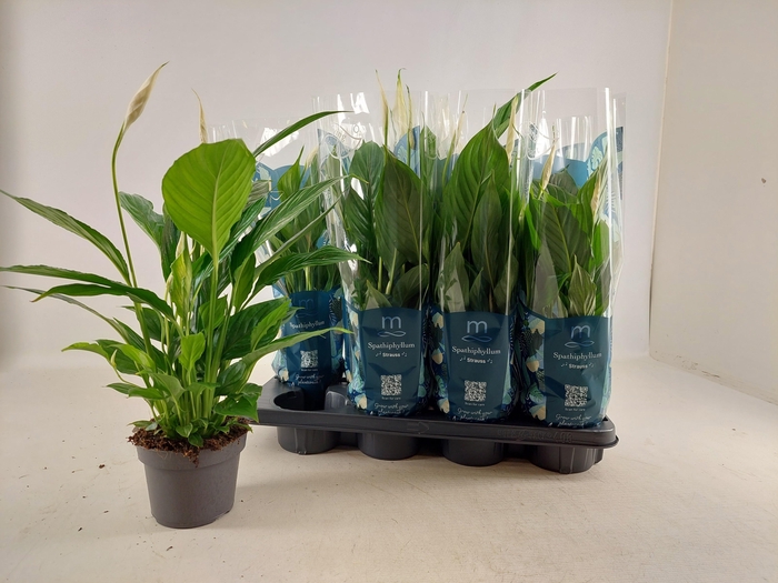 <h4>SPATH STRAUSS</h4>