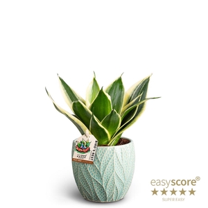 SANSEVIERIA TRIFASCIATA