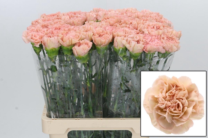 <h4>DI ST LEGE MARRONE</h4>