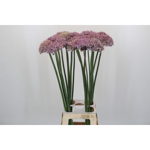 Allium Pink Jewel