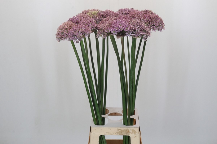 <h4>Allium Pink Jewel</h4>