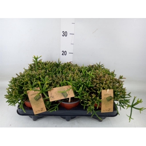 Rhipsalis burchellii